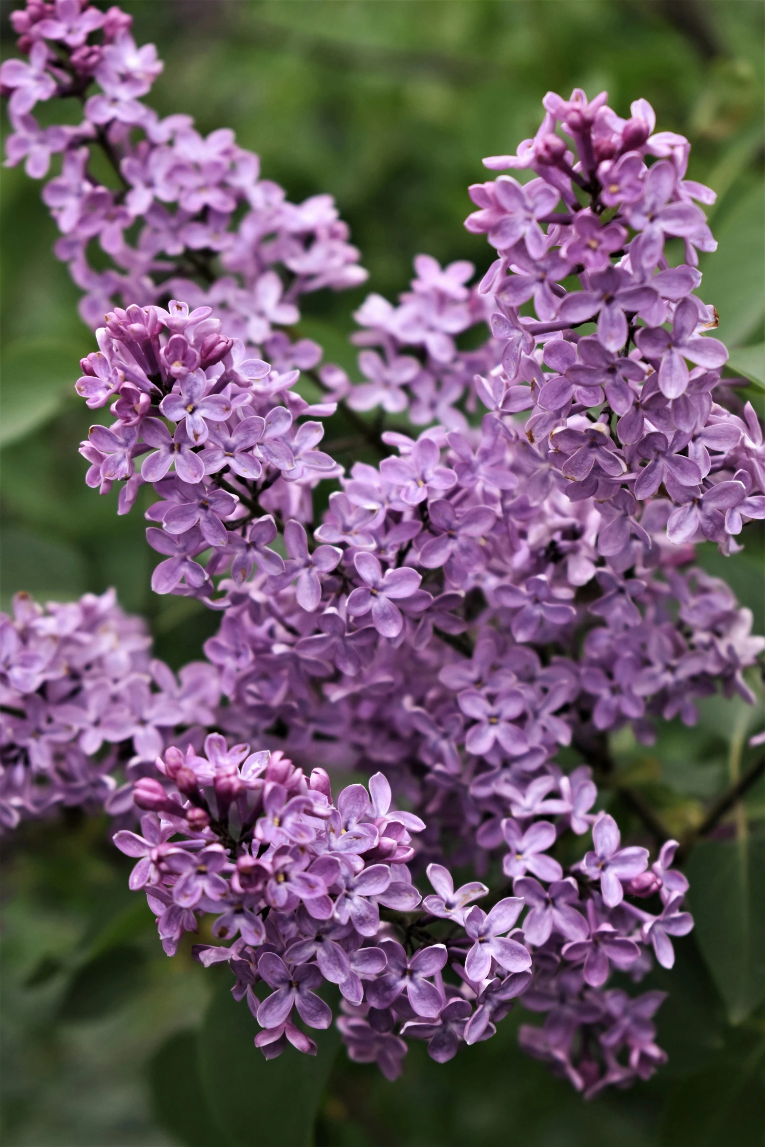 a close up of a bunch of purple flowers, lilacs, zoomed out, purple foliage, large tall