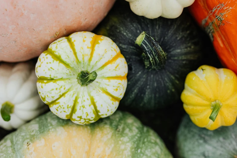 a pile of different types of squash and pumpkins, unsplash, fan favorite, banner, organic and robotic, 2 5 6 x 2 5 6 pixels