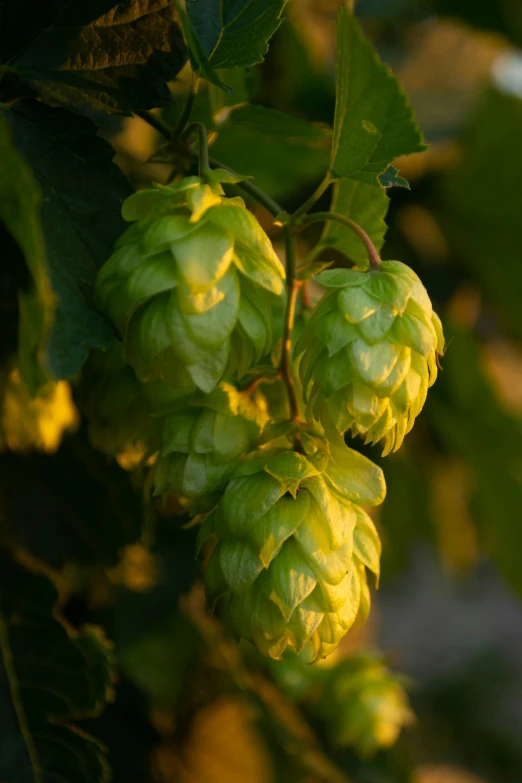 a bunch of green hops growing on a tree, by David Simpson, sunset lighting, medium format. soft light, f / 2 0, drinking