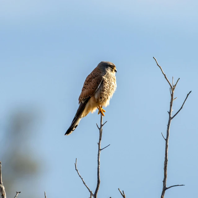 a bird sitting on top of a tree branch, looking at the sky, raptor, standing on rocky ground, 2019 trending photo