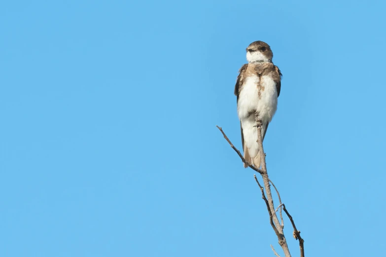 a bird sitting on top of a tree branch, by Paul Bird, mullet, looking at the sky, white neck visible, 1 female