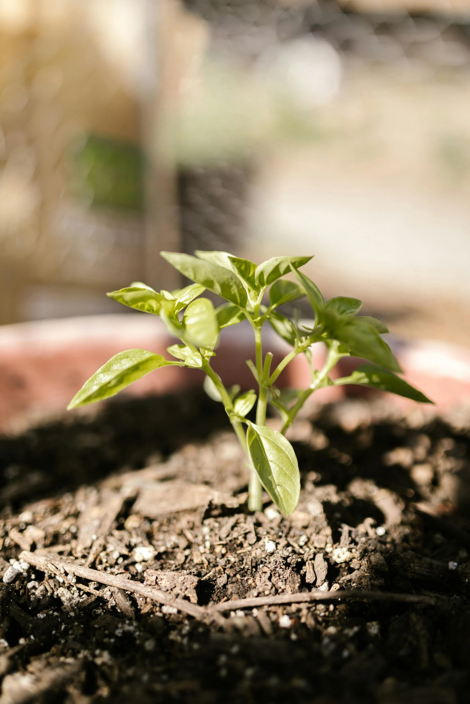 a close up of a plant in a pot, happening, pepper, built on a small, ground-breaking, lightweight