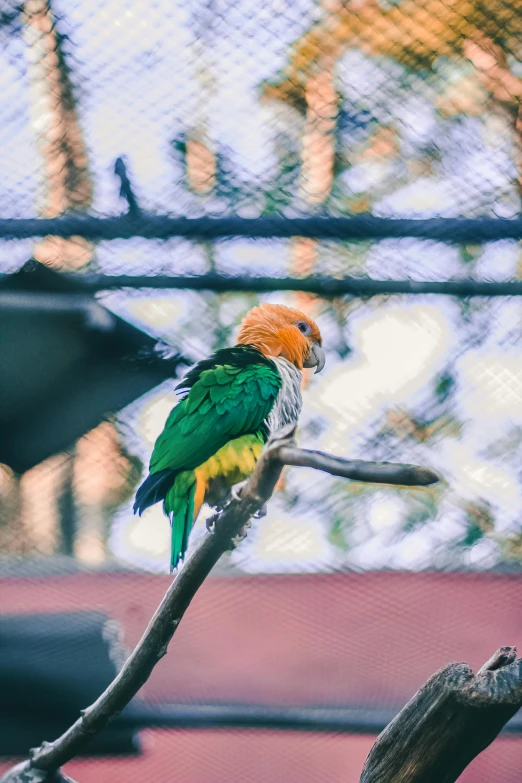 a colorful bird sitting on top of a tree branch, a portrait, trending on pexels, gold green creature, zoo, 35mm of a very cute, museum quality photo