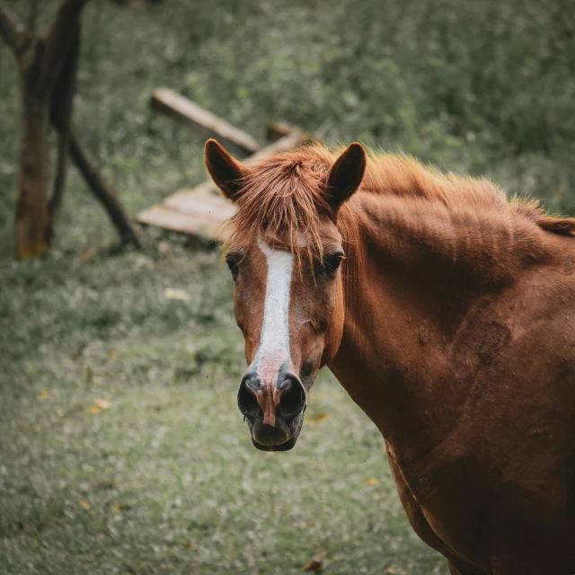 a brown horse standing on top of a lush green field, pexels contest winner, renaissance, high cheek bones, 5 years old, taken in zoo, today\'s featured photograph 4k