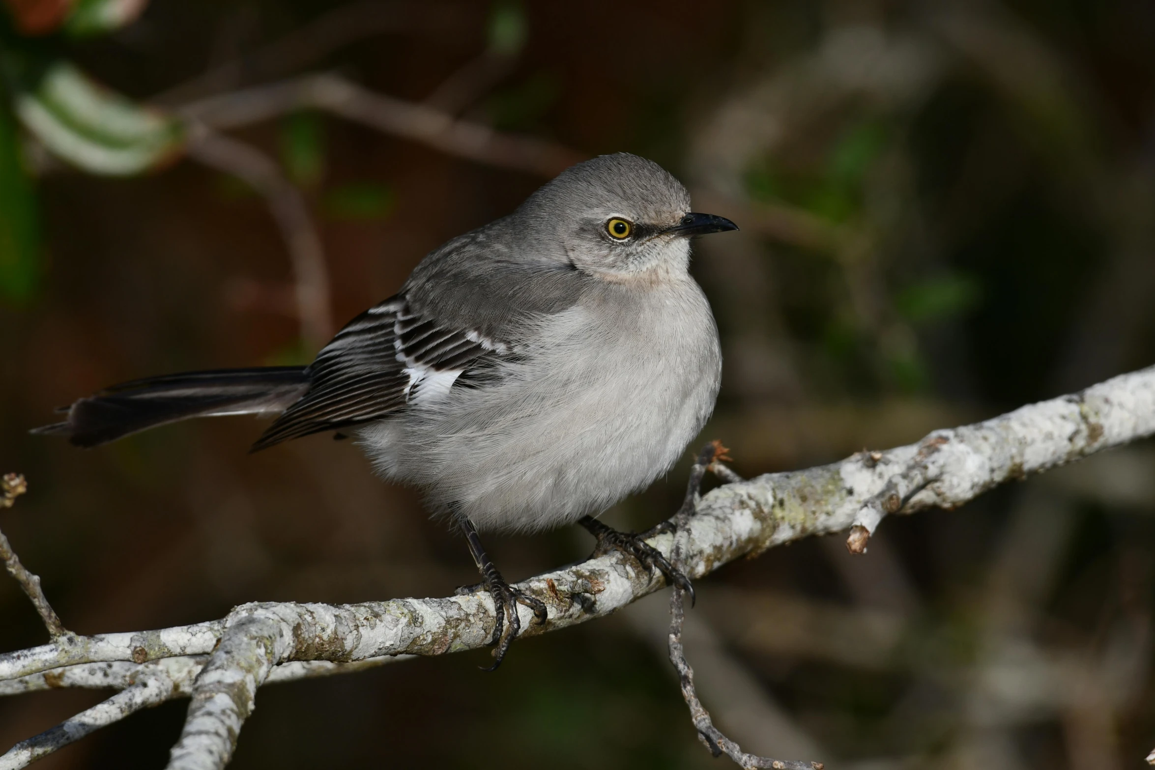 a small bird perched on a branch of a tree, grey and silver, fan favorite, stretch, pot-bellied