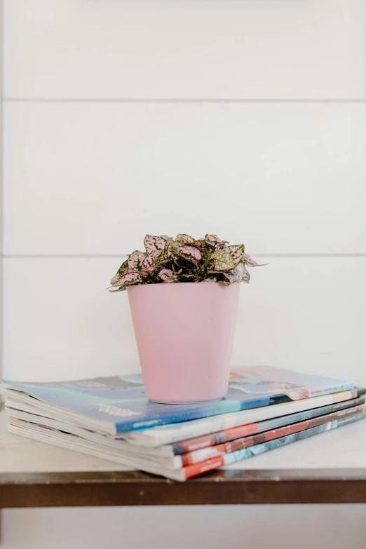 a pink potted plant sitting on top of a stack of magazines, light pink mist, multiple colors, ivy's, matte finish