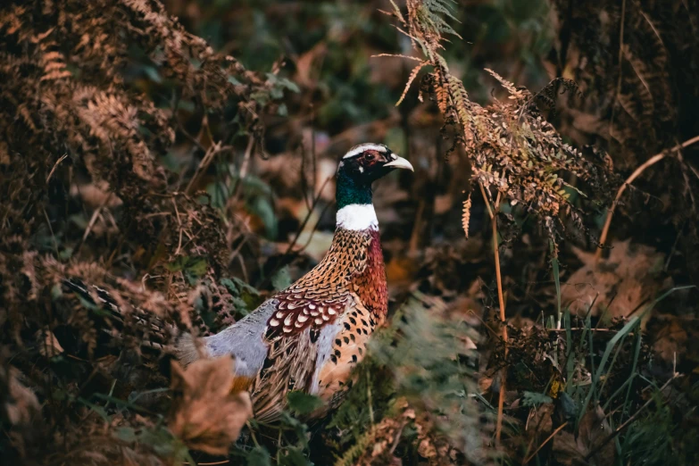 a bird that is standing in the grass, a photo, pexels contest winner, renaissance, speckled, autumnal, game ready, guide