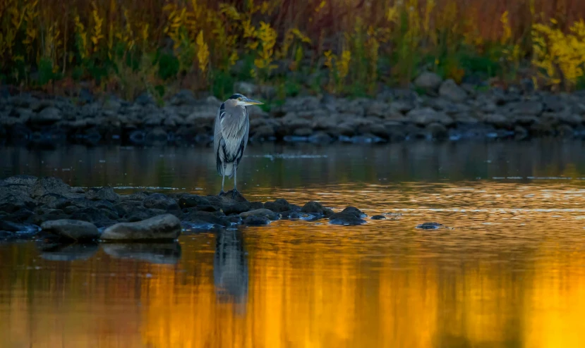 a bird that is standing in the water, a picture, by Greg Rutkowski, unsplash contest winner, at sunset in autumn, heron prestorn, on a riverbank, blue and yellow fauna