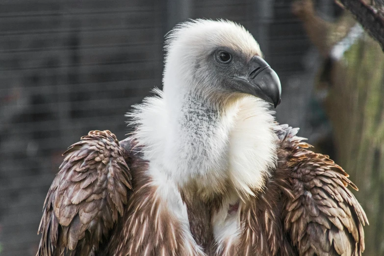 a large bird sitting on top of a tree branch, a portrait, pexels contest winner, hurufiyya, vulture, covered in matted fur, mid 2 0's female, australian