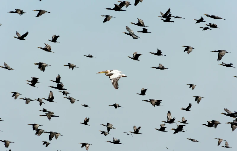 a flock of birds flying through a blue sky, by Colijn de Coter, pexels contest winner, figuration libre, white, hunting, in the middle of a small colony, black on white