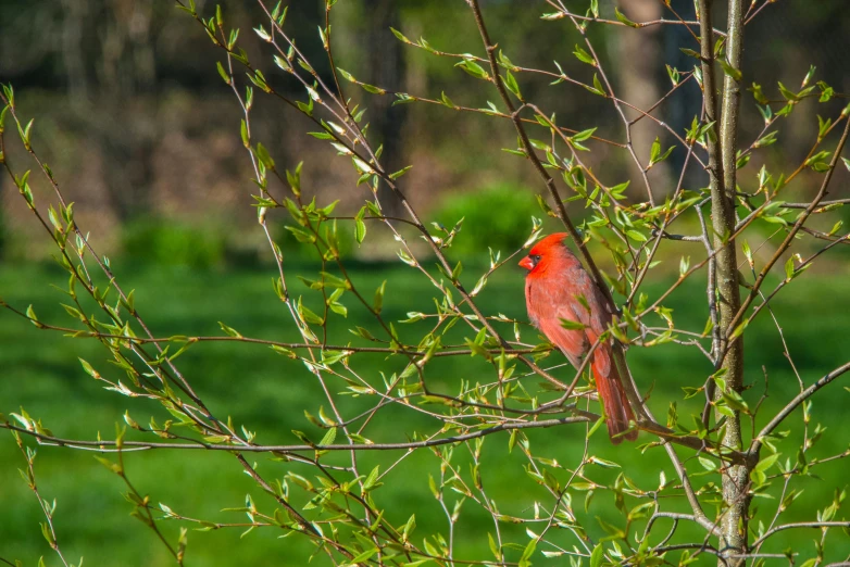 a red bird sitting on top of a tree branch, spring vibrancy, 2022 photograph, full frame image, photograph