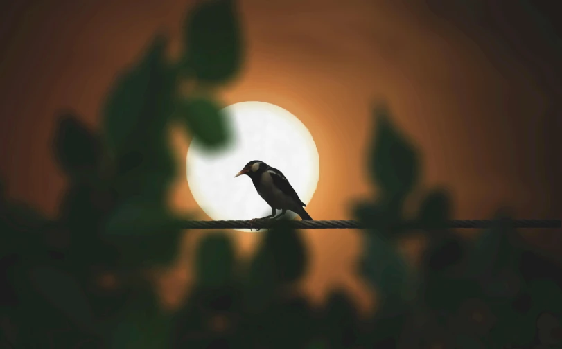 a bird sitting on a wire with the sun in the background, an album cover, by Eglon van der Neer, pexels contest winner, art photography, beautiful moonlight night, magpie, shot with sony alpha 1 camera, soft moonlight lighting