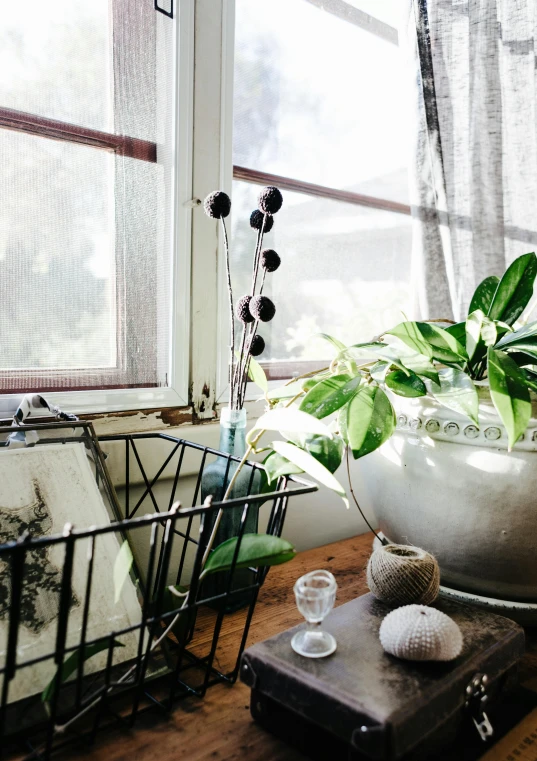 a potted plant sitting on top of a wooden table next to a window, a still life, inspired by Constantin Hansen, unsplash, in a dusty victorian home, 💣 💥💣 💥, wires hanging across windows, photo for a store