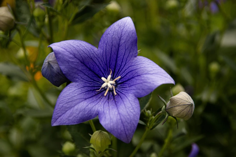 a purple flower sitting on top of a lush green field, kobalt blue, clematis like stars in the sky, bells, award-winning