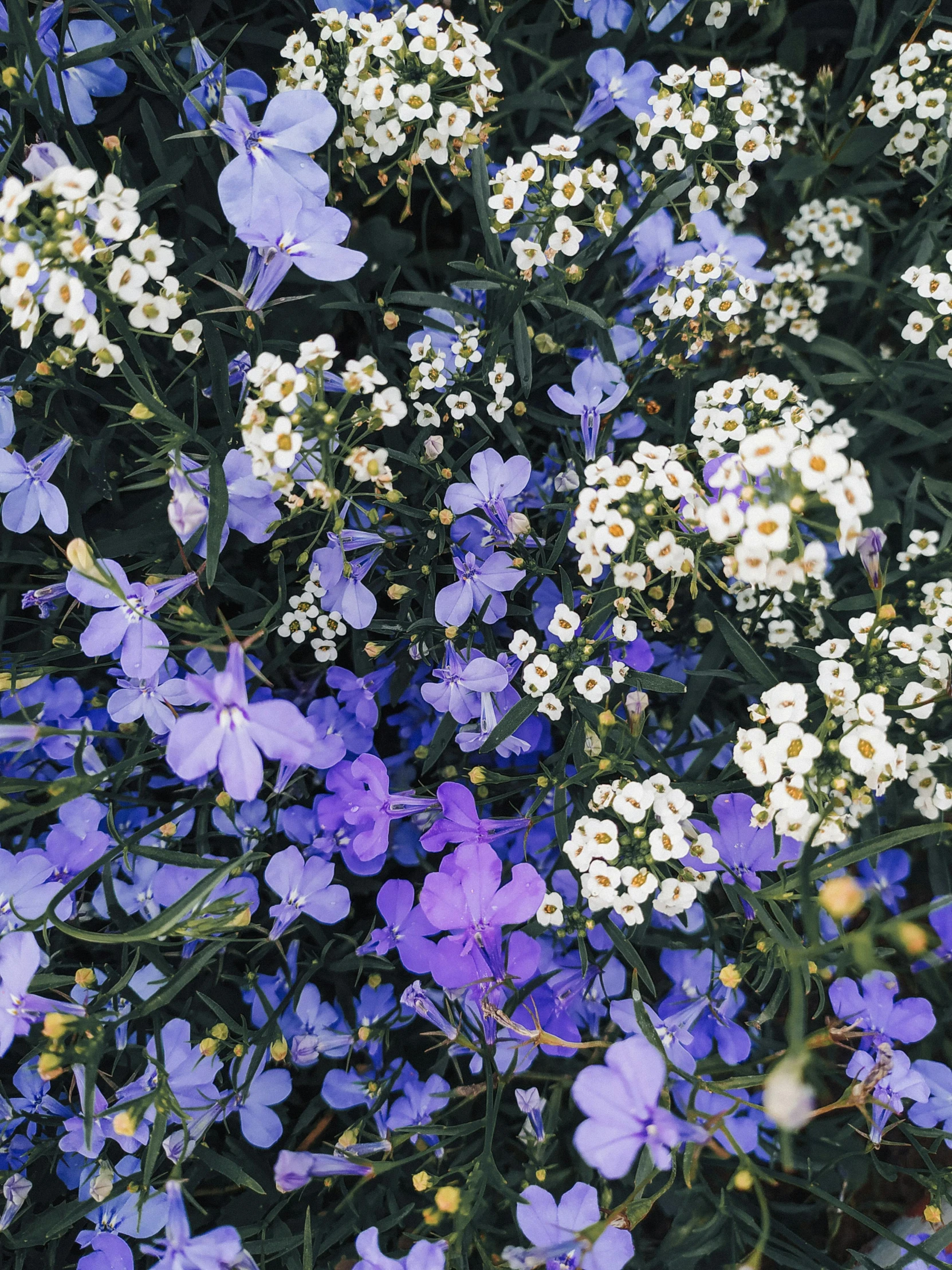 a field full of purple and white flowers, trending on unsplash, mediumslateblue flowers, lo fi colors, medium blue, (flowers)