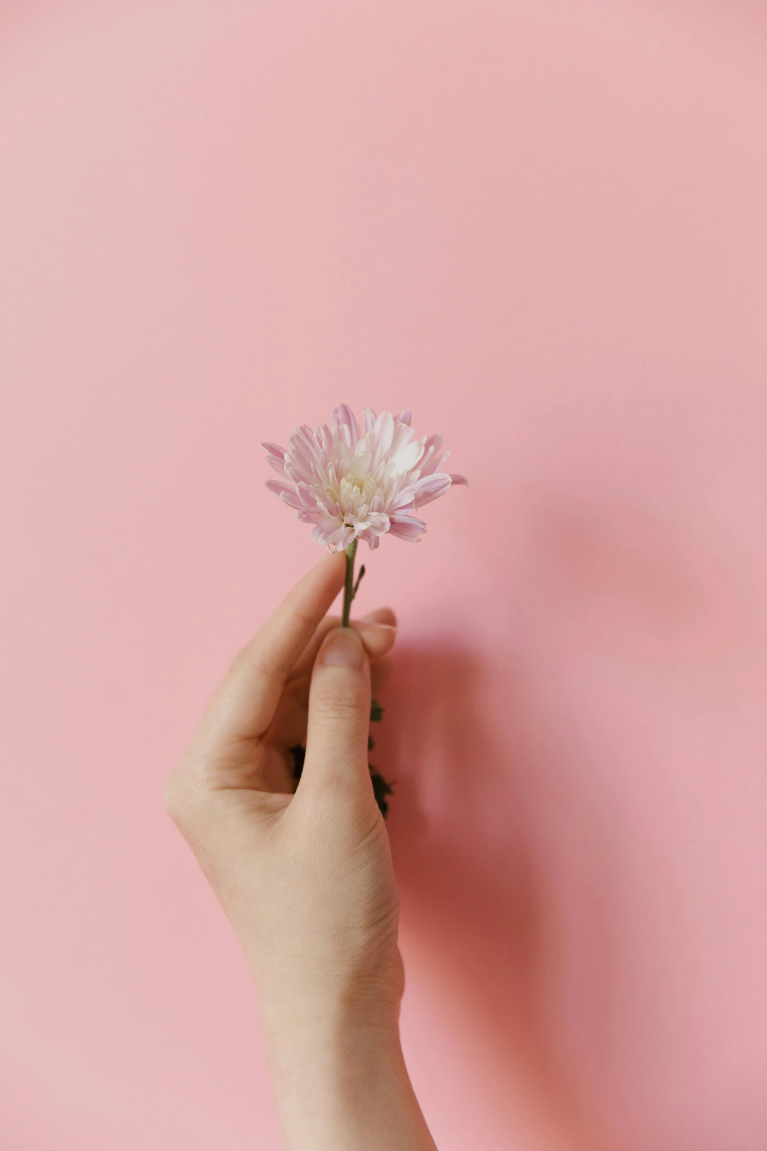 a hand holding a flower against a pink background, trending on unsplash, instagram picture, chrysanthemum eos-1d, portrait of small, stockphoto