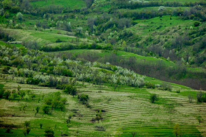 a herd of sheep standing on top of a lush green hillside, by Muggur, pexels contest winner, renaissance, fruit trees, ukraine, telephoto shot, staggered terraces