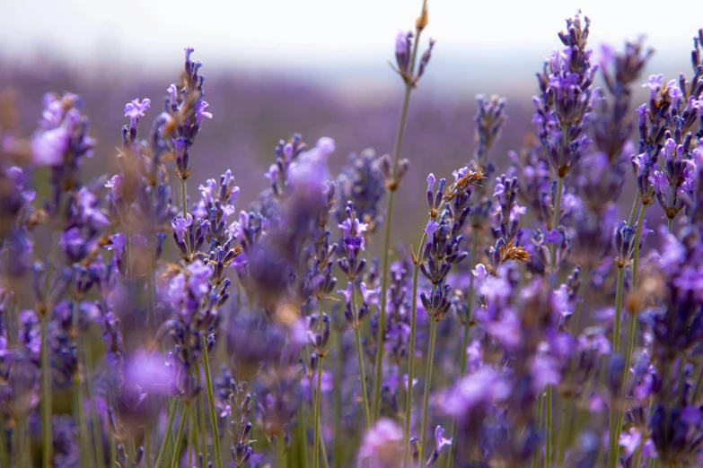 a bunch of purple flowers in a field, by David Simpson, pexels, fan favorite, bees flying, lavender plants, instagram photo