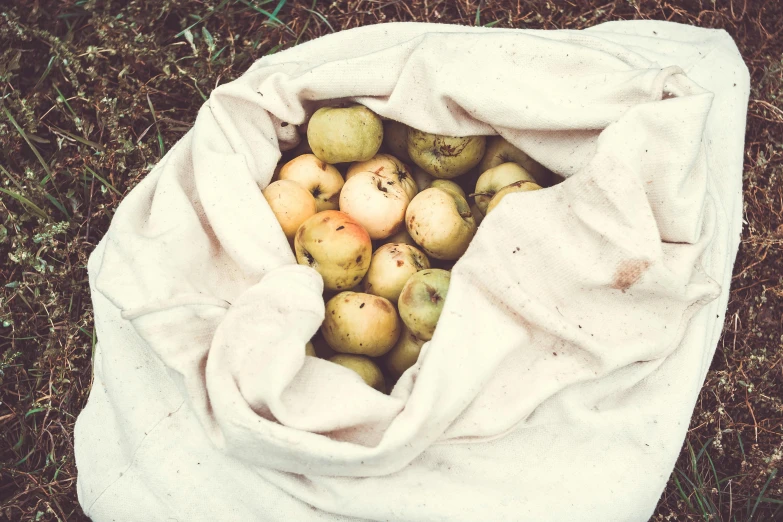 a bag full of apples sitting on the ground, unsplash, process art, covered with blanket, high quality product image”