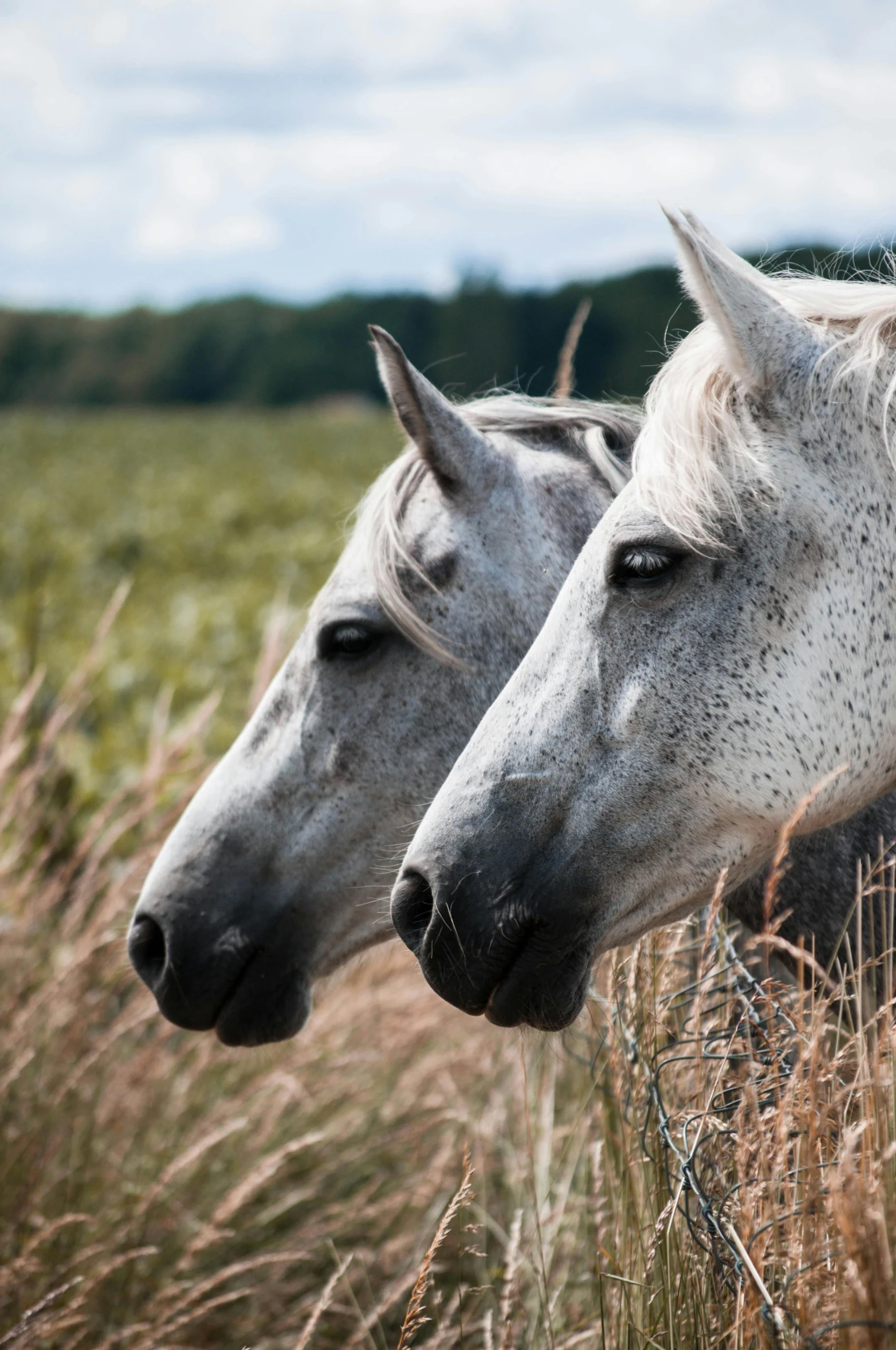 two white horses standing next to each other in a field, a portrait, by Daniel Seghers, trending on unsplash, grey ears, today\'s featured photograph 4k, closeup portrait shot, summer day