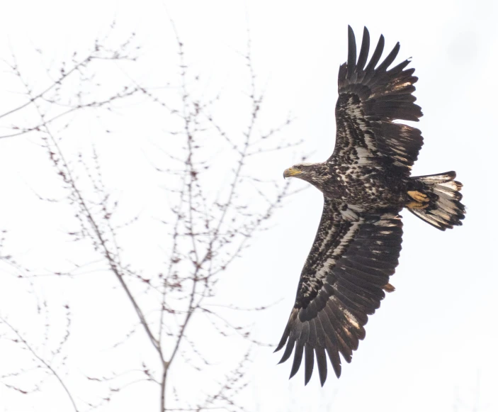 a large bird that is flying in the sky, a portrait, by Jaakko Mattila, pexels contest winner, hurufiyya, long shot from back, 🦩🪐🐞👩🏻🦳, high angle close up shot, spotted