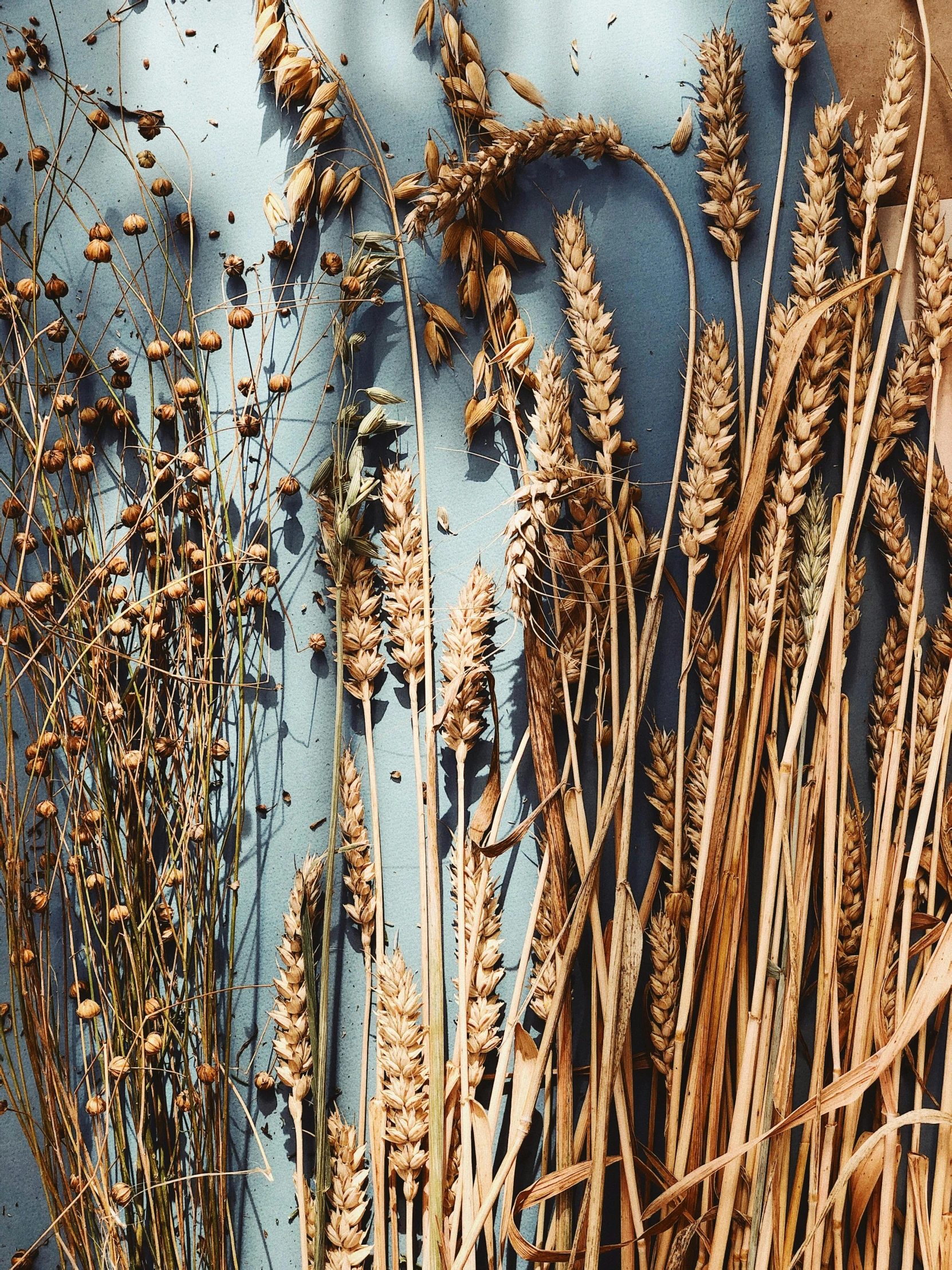 a bunch of dried plants in front of a blue fire hydrant, by David Simpson, intricate details photograph, panels, wheat field, 2022 photograph