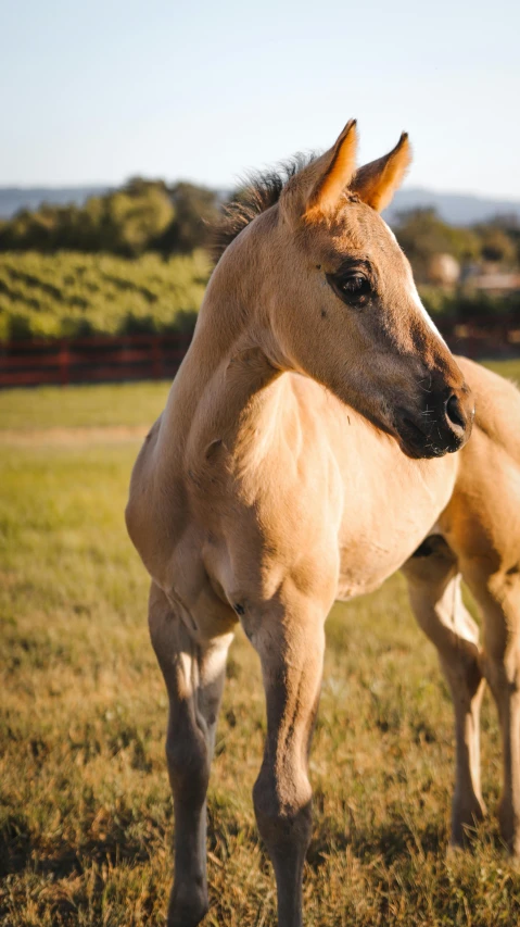 a brown horse standing on top of a lush green field, profile image