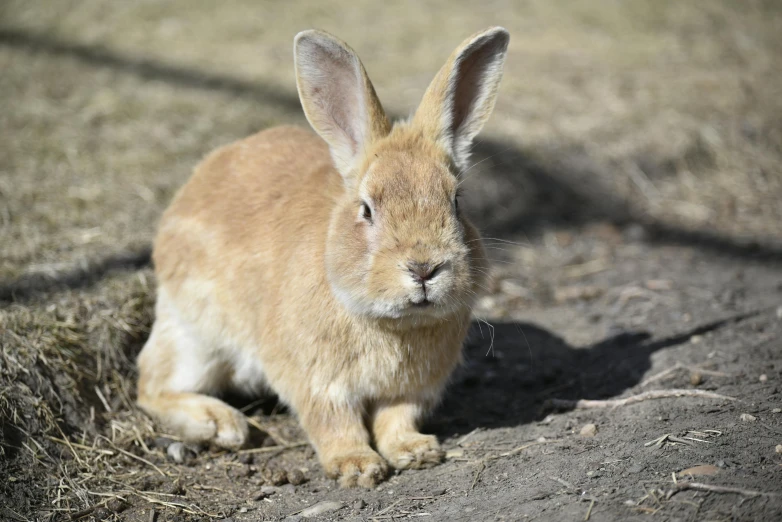 a brown rabbit sitting on top of a dirt field