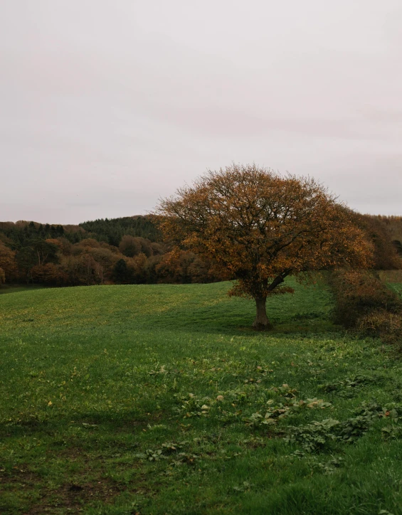 a field with a tree in the middle of it, in the autumn, slight overcast lighting, in a valley, low quality photo