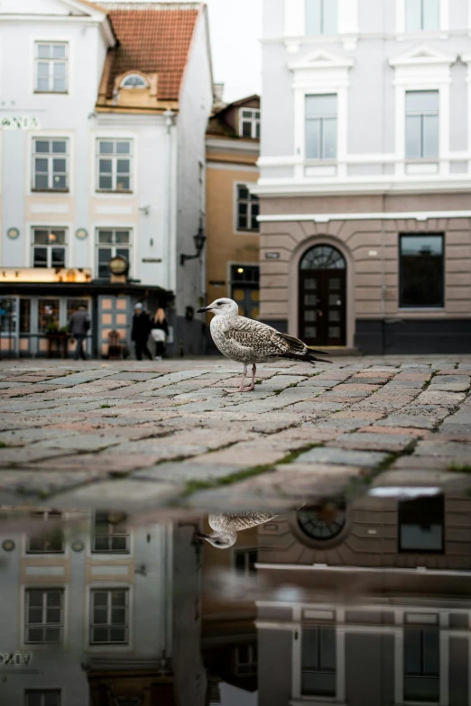 a seagull standing in front of a puddle of water, inspired by Tove Jansson, pexels contest winner, street art, square, capital of estonia, photographed for reuters, old town