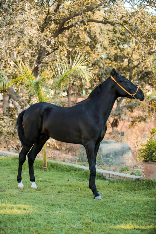 a black horse standing on top of a lush green field, arabesque, dressed in a jodhpuri suit, in the yard, profile image