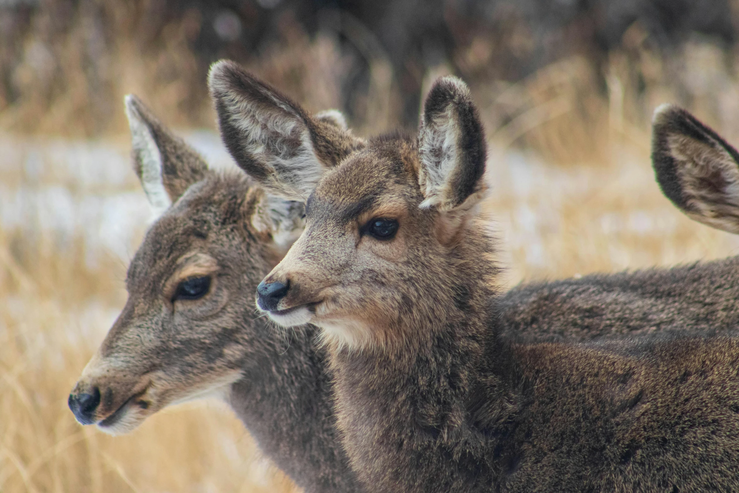 two deer standing next to each other in a field, by Carey Morris, pexels contest winner, closeup 4k, wyoming, young female, soft and warm