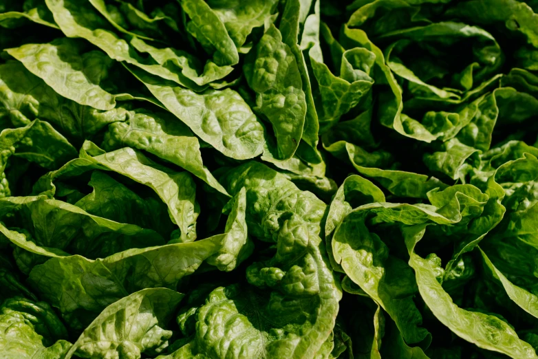 a pile of lettuce sitting on top of a table, by Carey Morris, pexels, high texture detail, jade green, rows of lush crops, high-body detail