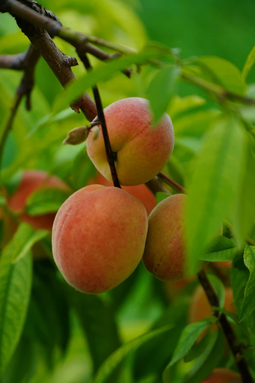 a bunch of ripe peaches hanging from a tree, lush surroundings, subtle detailing, award winning, cream