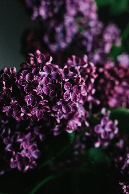 a close up of a bunch of purple flowers, shot with premium dslr camera, dark and muted colors, ((purple)), lilacs