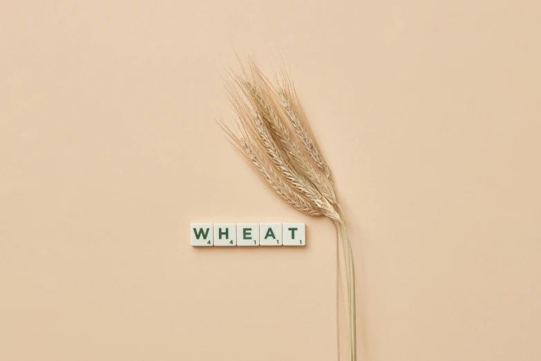 a wheat plant with the word wheat spelled on it, by Emma Andijewska, trending on pexels, clemens ascher, beige color scheme, edible crypto, heath clifford