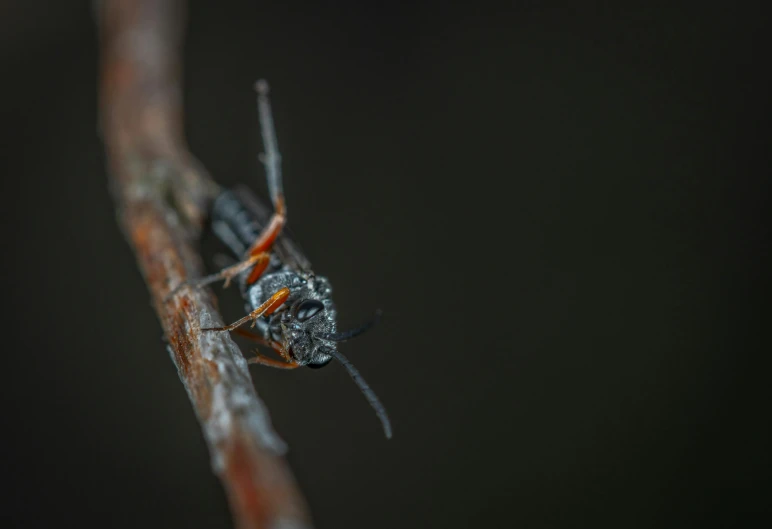 a close up of a spider on a branch, a macro photograph, pexels contest winner, figuration libre, dark grey and orange colours, photo of a crazy wasp, high quality photo, close full body shot