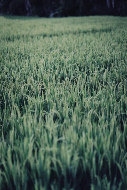 a field of green grass with trees in the background, a picture, inspired by Elsa Bleda, unsplash, vsco film grain, farming, high quality image”