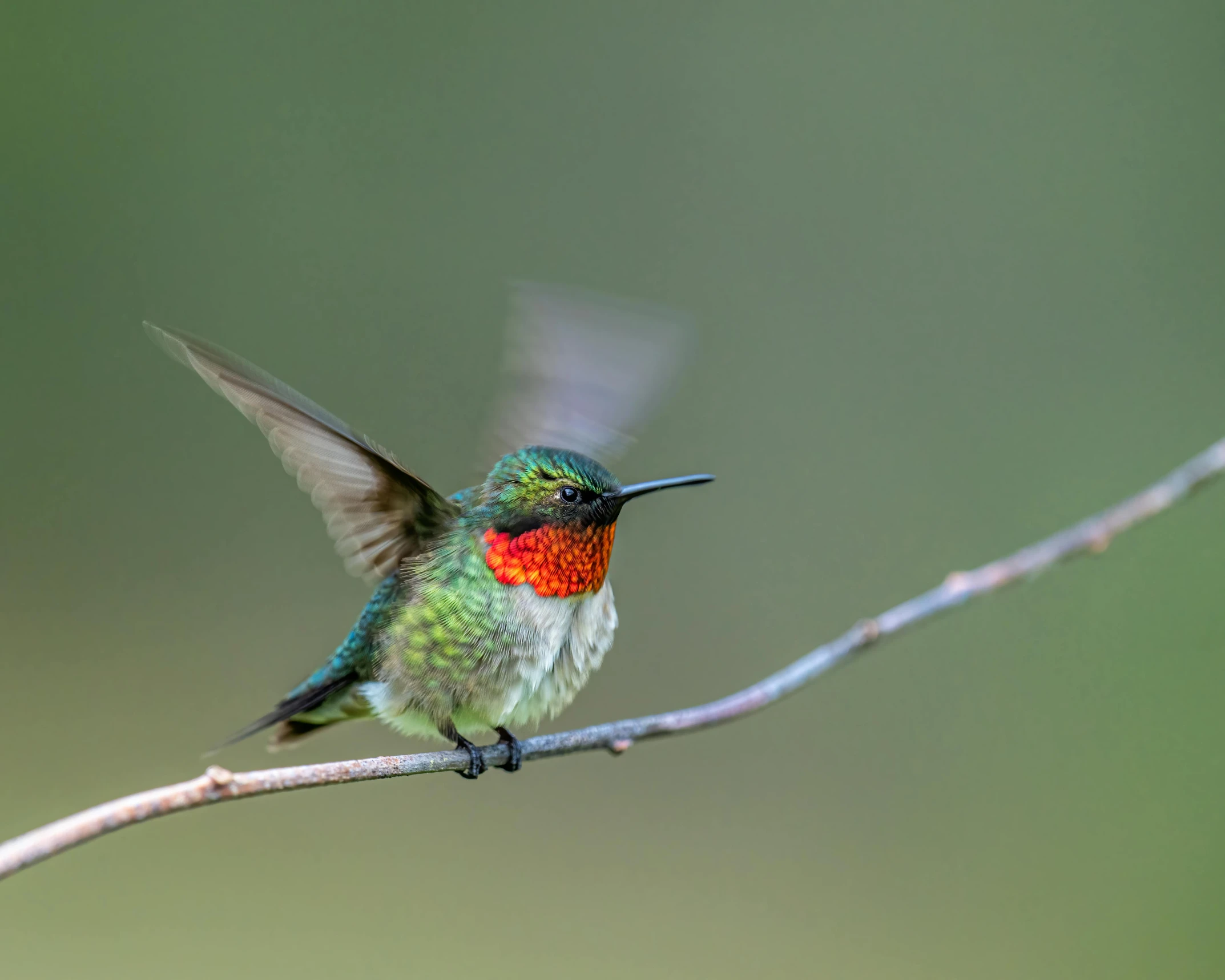 a small bird sitting on top of a tree branch, pexels contest winner, arabesque, green and red, hairs fluttering on the wing, bee hummingbird, red green black teal