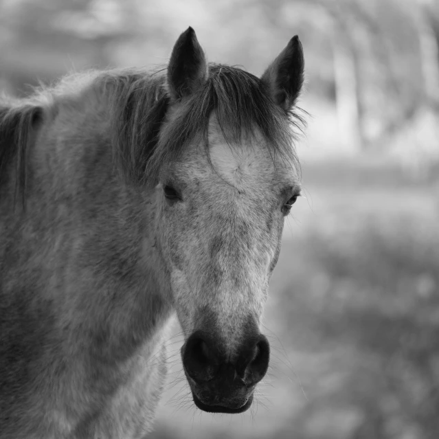 a black and white photo of a horse, by Jim Manley, gray haired, noseless, pony, by greg rutkowski