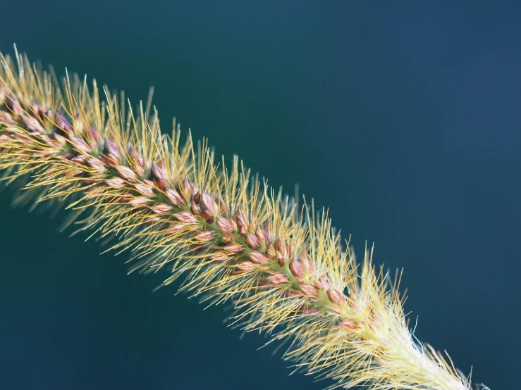 a close up of a plant with a blurry background, a macro photograph, by David Simpson, unsplash, hurufiyya, grass. kodak, highly detailed image, multicoloured, detailed photograph high quality