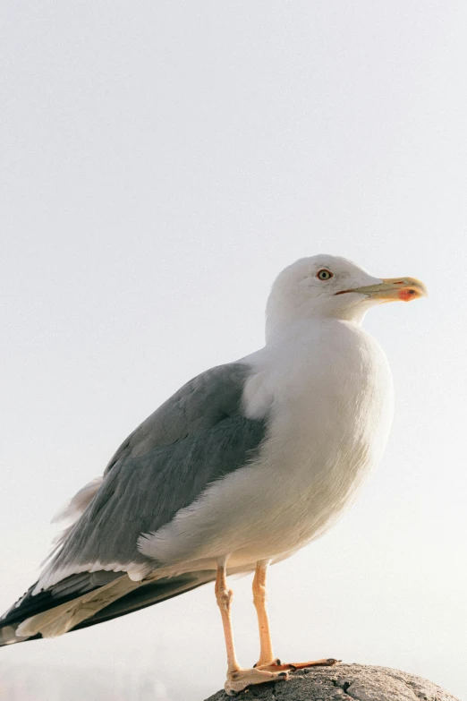 a seagull standing on top of a rock, pale grey skin, looking off into the sunset, dylan kowalski, zoomed out