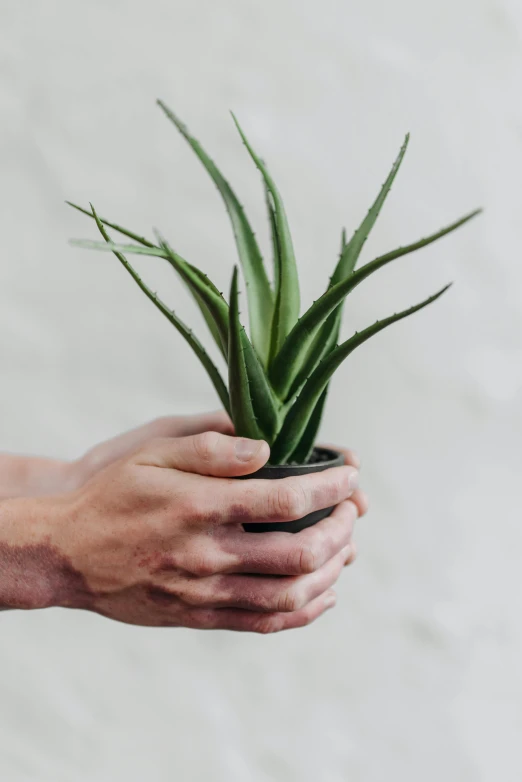 a person holding a small potted plant, by Carey Morris, trending on pexels, minimalism, scaly skin, thin spikes, open hand, on grey background