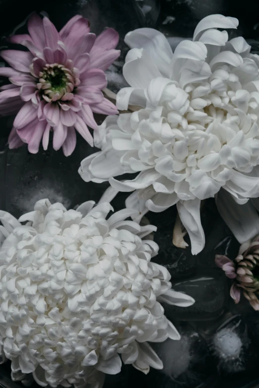 a bunch of flowers floating in a bowl of water, inspired by Robert Mapplethorpe, trending on unsplash, baroque, chrysanthemum eos-1d, detail shot, porcelain organic, soft mist