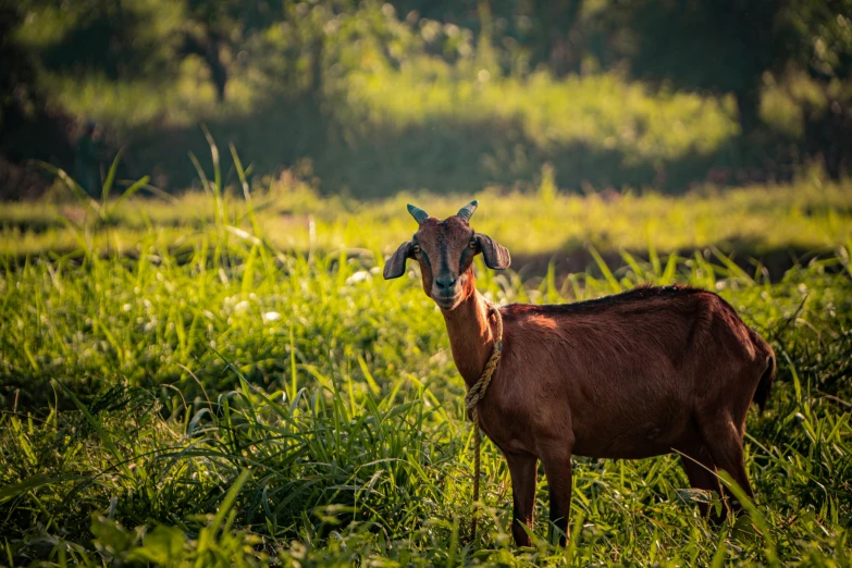 a brown goat standing on top of a lush green field, bangladesh, fan favorite, malika favre, uncropped