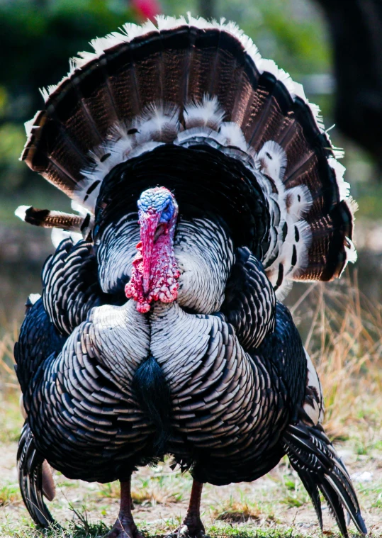 a large turkey standing on top of a grass covered field, by Carey Morris, pexels contest winner, hurufiyya, close up front view, australian, multicoloured, 3/4 front view