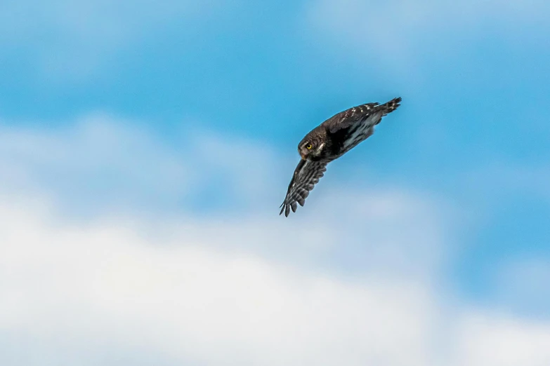 a bird that is flying in the sky, a portrait, by Peter Churcher, pexels contest winner, hurufiyya, owl wearing black biker jacket, cheetah running over clouds, very very small owl, minimalist