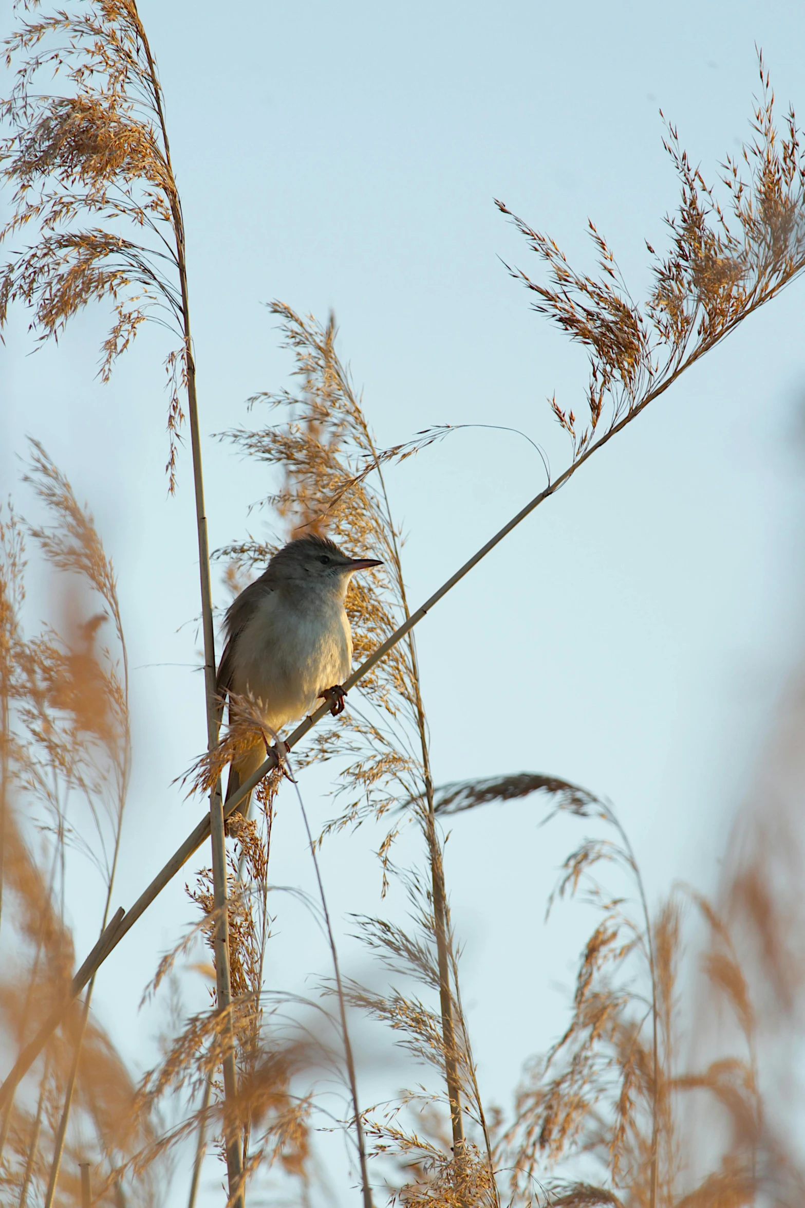 a bird sitting on top of a tree branch, tall grass, at dawn, in muted colours, straw