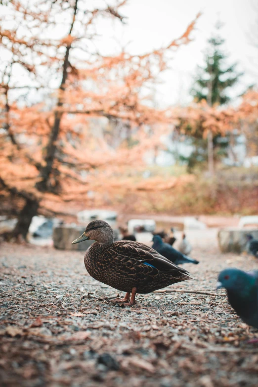 a couple of birds that are standing in the dirt, pexels contest winner, subject= duck, in fall, in karuizawa, cinematic shot!