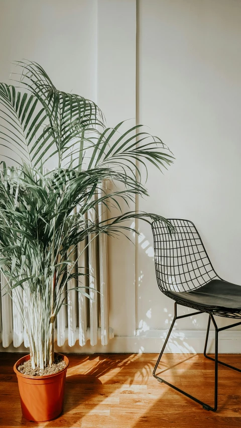 a chair sitting next to a potted plant on a hard wood floor, inspired by Constantin Hansen, unsplash contest winner, modernism, grid arrangement, palm lines, black armchair, bright daylight indoor photo
